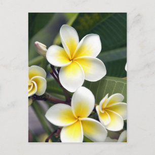 Frangipani flower Cookeilanden Briefkaart