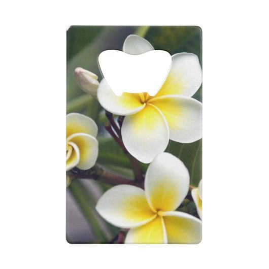 Frangipani flower Cookeilanden Creditkaart Flessenopener (Achterkant)