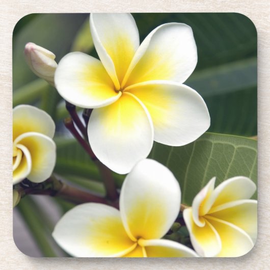 Frangipani flower Cookeilanden Drankjes Onderzetter (Voorkant)