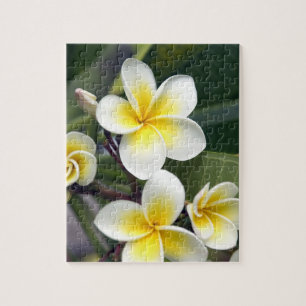 Frangipani flower Cookeilanden Legpuzzel