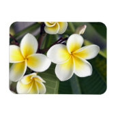 Frangipani flower Cookeilanden Magneet (Horizontaal)