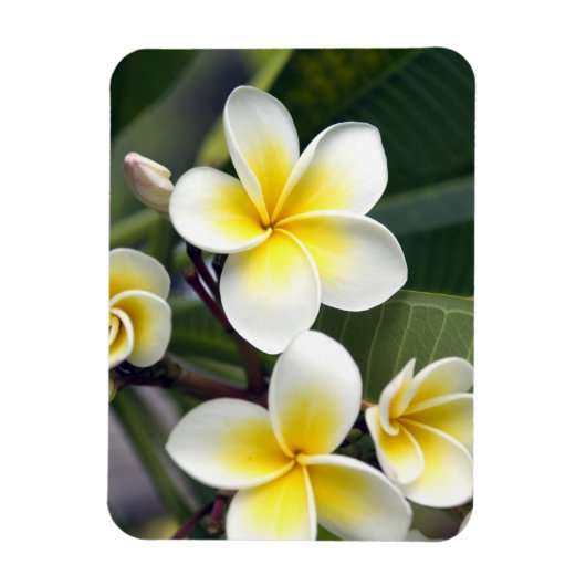 Frangipani flower Cookeilanden Magneet (Verticaal)