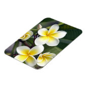 Frangipani flower Cookeilanden Magneet (Linkerzijde)