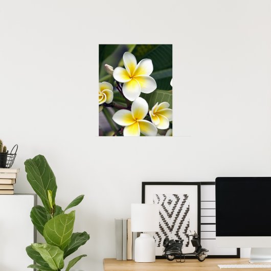 Frangipani flower Cookeilanden Poster (Thuiskantoor)