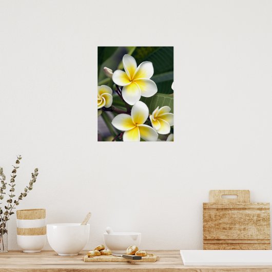 Frangipani flower Cookeilanden Poster (Keuken)