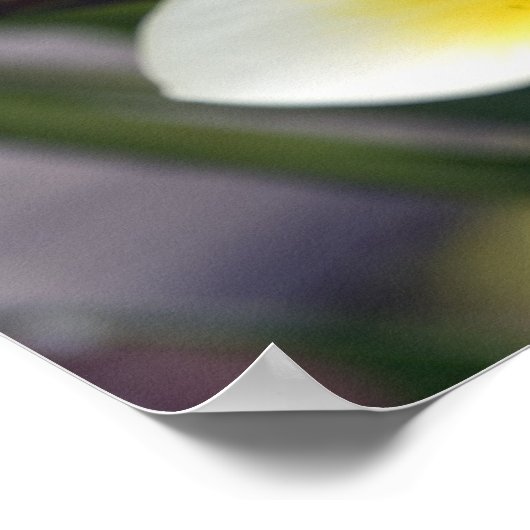 Frangipani flower Cookeilanden Poster (Hoek)