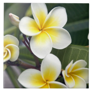 Frangipani flower Cookeilanden Tegeltje