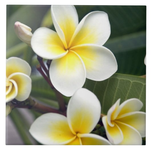Frangipani flower Cookeilanden Tegeltje (Voorkant)
