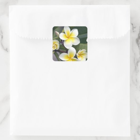 Frangipani flower Cookeilanden Vierkante Sticker (Tas)