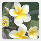 Frangipani flower Cookeilanden Vierkante Sticker (Voorkant)