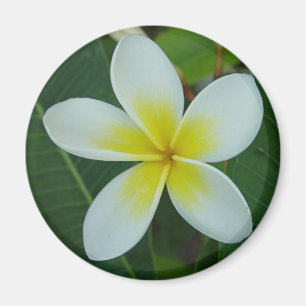 Frangipani Flower Magneet