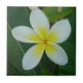 Frangipani Flower Tegeltje (Voorkant)