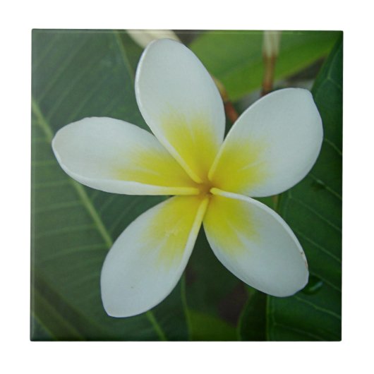 Frangipani Flower Tegeltje (Voorkant)