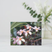 Frangipani Flowers Briefkaart (Staand voorkant)