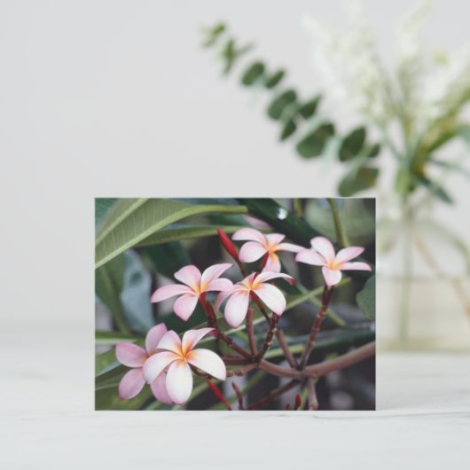 Frangipani Flowers Briefkaart (Staand voorkant)