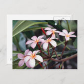 Frangipani Flowers Briefkaart (Voorkant / Achterkant)