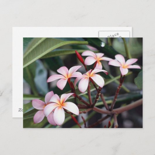 Frangipani Flowers Briefkaart (Voorkant / Achterkant)