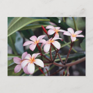 Frangipani Flowers Briefkaart