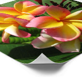 Frangipani-fotoafdrukken, waardepapier voor Poster (Hoek)