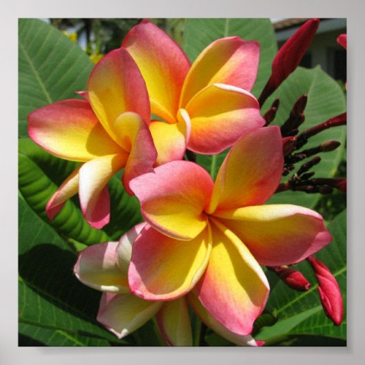 Frangipani-fotoafdrukken, waardepapier voor Poster (Voorkant)