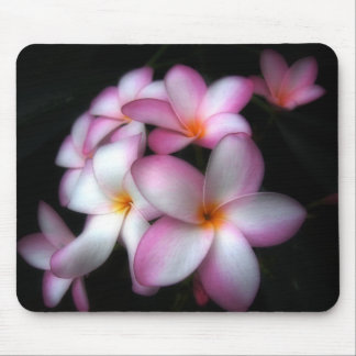 Frangipani in bloei muismat