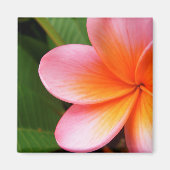 Frangipani Magnet (Voorkant)