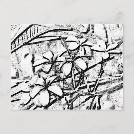 Frangipani Pencil Art Briefkaart (Voorkant)