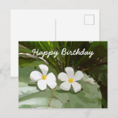 Frangipani Plumeria bloemen op groene verjaardag Briefkaart (Voorkant / Achterkant)