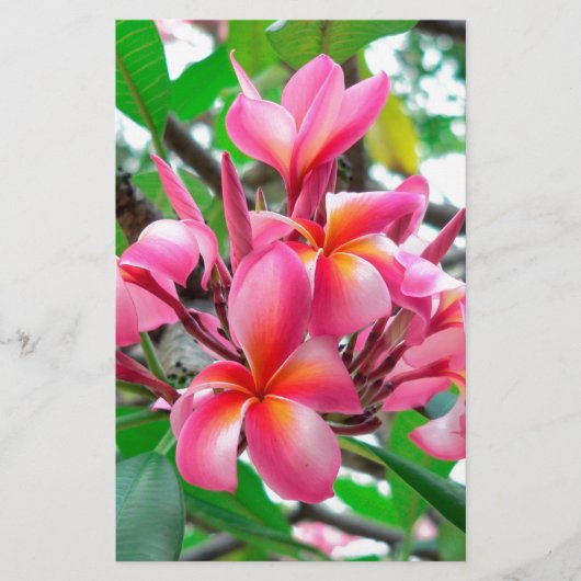 Frangipani (Plumeria) Briefpapier (Voorkant)