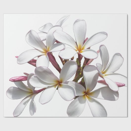 Frangipani (Plumeria)  Cadeaupapier (Vlak)