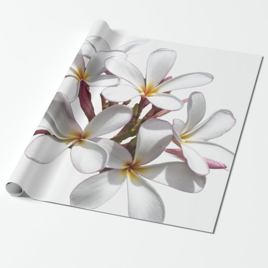 Frangipani (Plumeria)  Cadeaupapier (Uitgerold)