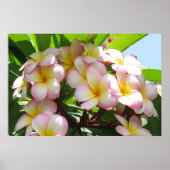 Frangipani Poster (Voorkant)