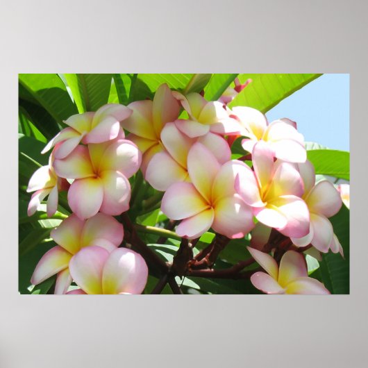 Frangipani Poster (Voorkant)