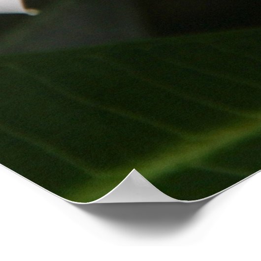 Frangipani Poster (Hoek)