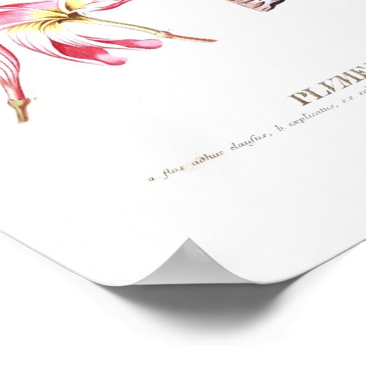 Frangipani Poster (Hoek)