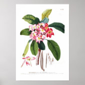 Frangipani Poster (Voorkant)