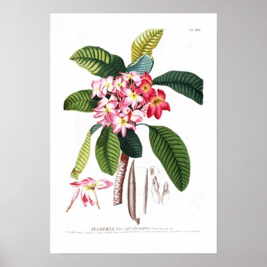 Frangipani Poster (Voorkant)