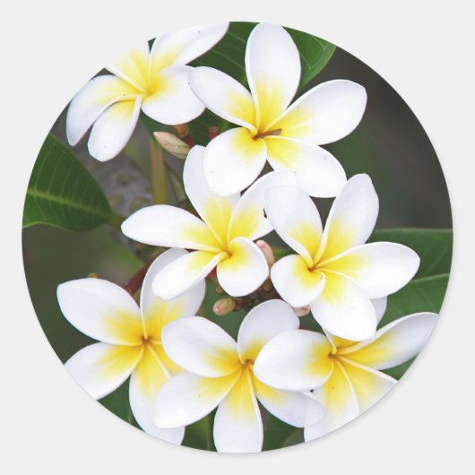 Frangipani Ronde Sticker (Voorkant)