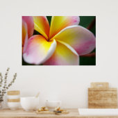 Frangipani sluiten poster (Keuken)
