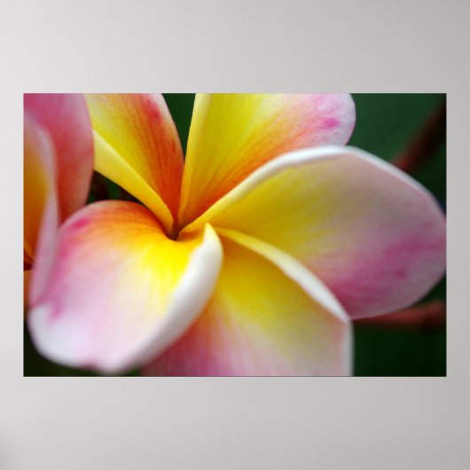 Frangipani sluiten poster (Voorkant)