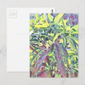 Frangipani Tree Cairns Australië tropisch Briefkaart (Voorkant / Achterkant)