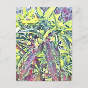 Frangipani Tree Cairns Australië tropisch Briefkaart