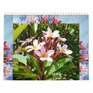 Frangipanis de schoonheid van de kalender van Love