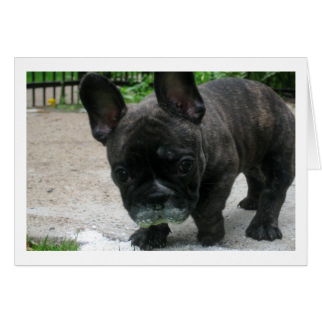 Frank (Voorkant Horizontaal)