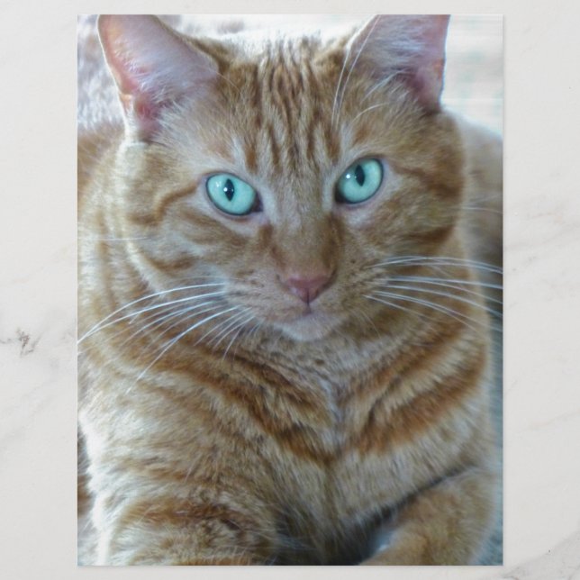 Frankie (Voorkant)