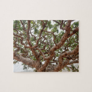 Frankincense Trees, Homhil Plateau, Socotra Island Legpuzzel