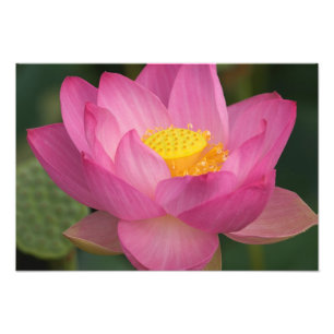Franklin NC, Perry's Water Garden, Lotus 2 Foto Afdruk