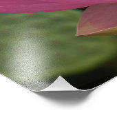 Franklin NC, Perry's Water Garden, Lotus 2 Foto Afdruk (Hoek)