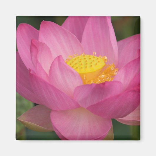 Franklin NC, Perry's Water Garden, Lotus 2 Magneet (Voorkant)
