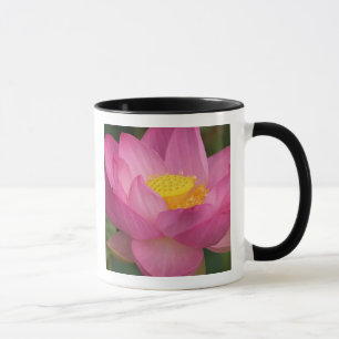Franklin NC, Perry's Water Garden, Lotus 2 Mok